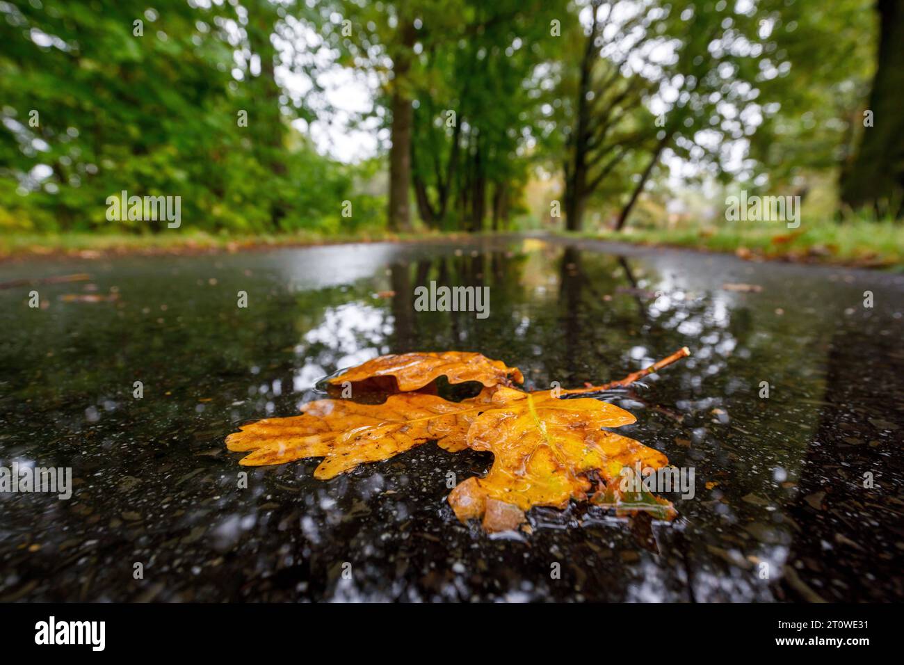 Herbstwetter in Brandenburg DEU/Deutschland/Brandenburg/Proschim, 09.10.2023, Herbstlich nasses Regenwetter in Brandenburg, Eichenlaub liegt ijnh einer Pfuetze auf einer regennassen Straße in der Lausitz, Symbolfoto. *** Herbstwetter in Brandenburg DEU Deutschland Brandenburg Proschim, 09 10 2023, Herbstnasses Regenwetter in Brandenburg, Eichenblätter liegen in einer Pfütze auf einer regennassen Straße in der Lausitzer, Symbolfoto AF IMG 14608.jpeg Stockfoto