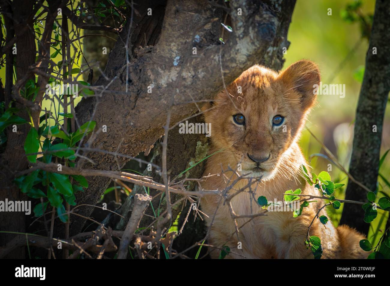 Afrikanischer Löwenkönig, König der Löwen, Mufasa: Der Löwenkönig Stockfoto