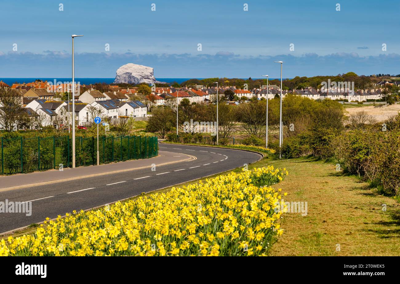 Blick über North Berwick zum Bass Rock mit Spring Narzissen, East Lothian, Schottland, Großbritannien Stockfoto