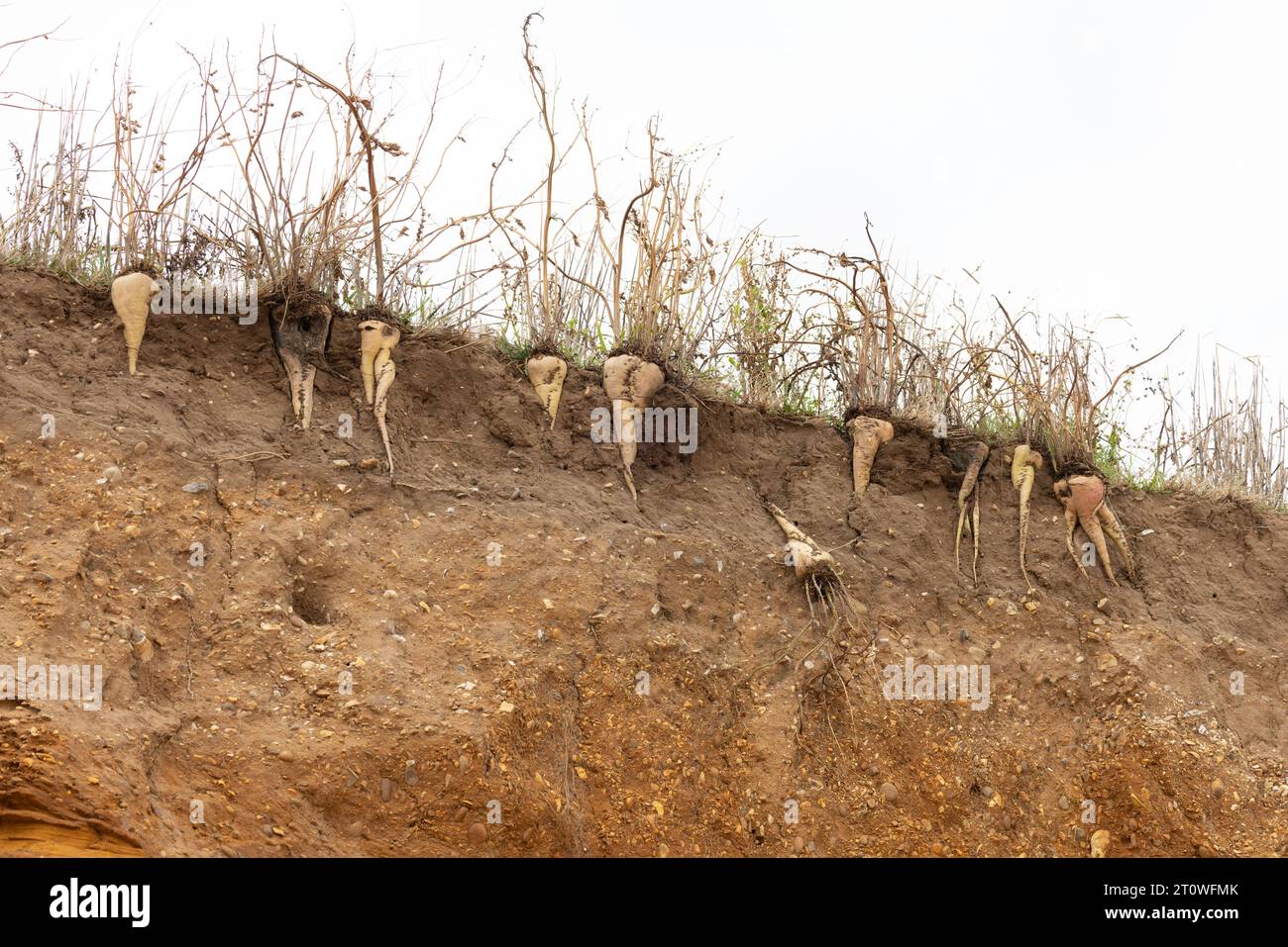 Zuckerrüben (Beta vulgaris), die im Boden an erodierten Klippen Suffolk im Oktober 2023 ausgesetzt sind Stockfoto