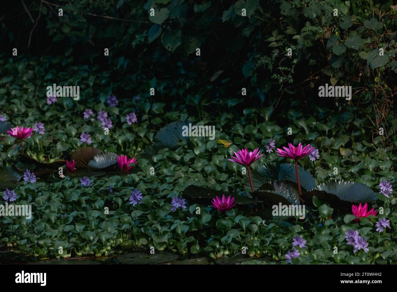 Diese wunderschöne Wasserlilie- oder Lotusblüte wird durch die satten Farben ergänzt Stockfoto