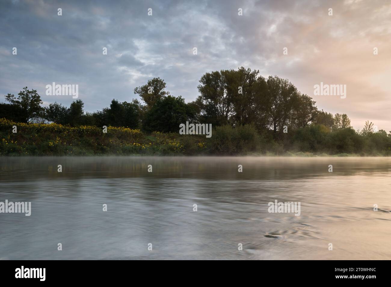 Fluss bei Sonnenaufgang. Mit Morgennebel über der Oberfläche. Sanft laufende Wasserbank mit Blumen. Himmel mit Wolken in milden Pastellfarben. Beckov, Slowakei Stockfoto