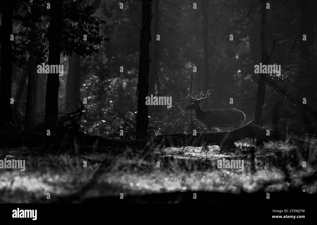 Gefleckter Hirsch, auch bekannt als Chital, Cheetal Stockfoto