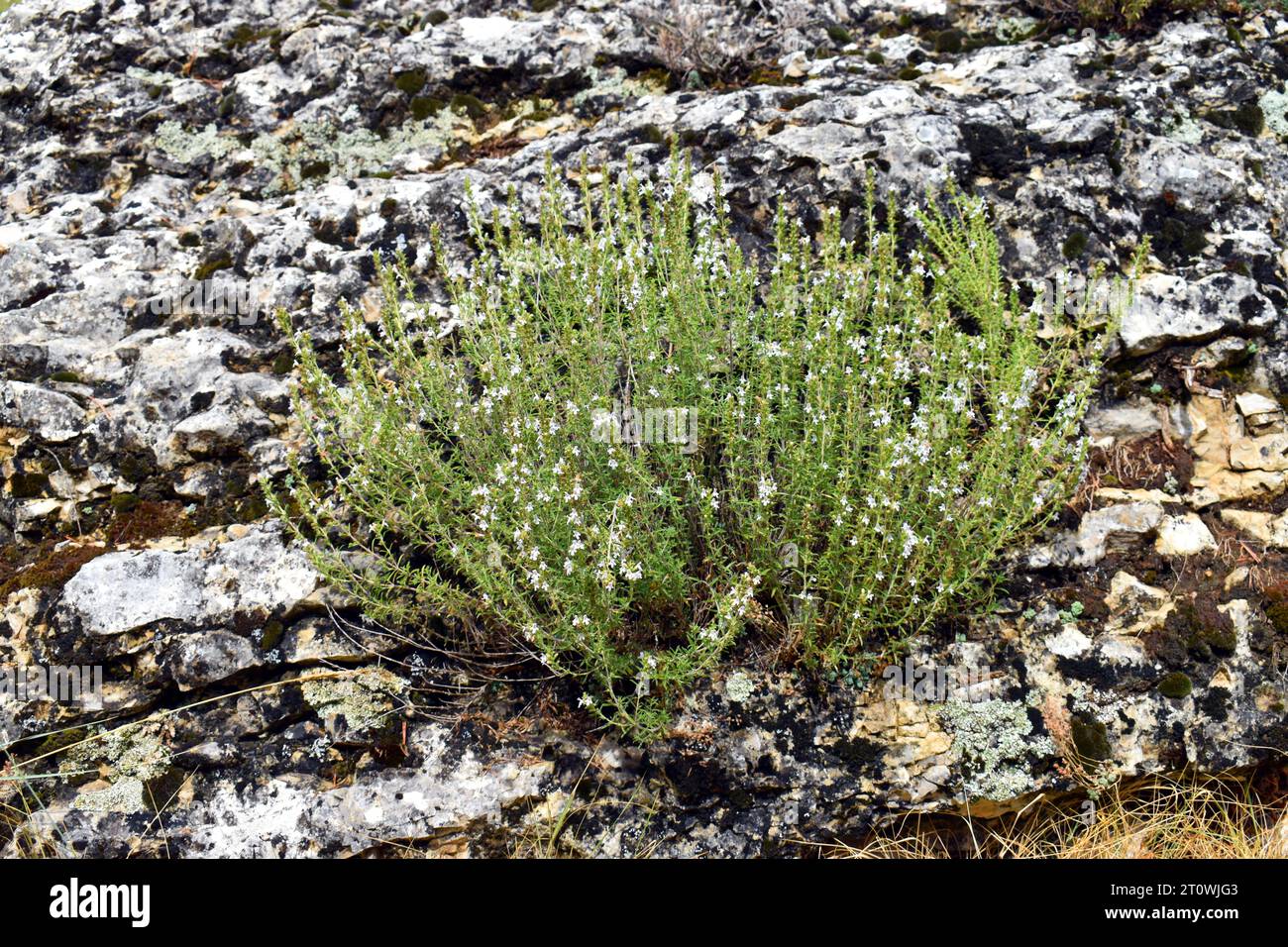 Thymus zygis Sträucher in Blüte, ein Thymian, der auf der Iberischen Halbinsel und Marokko lebt. Stockfoto