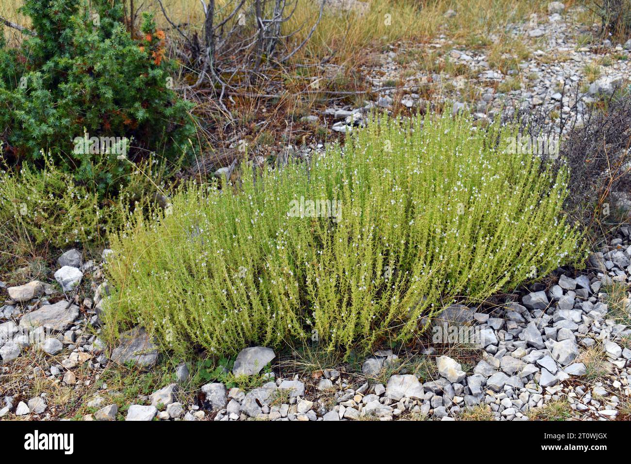 Thymus zygis Sträucher in Blüte, ein Thymian, der auf der Iberischen Halbinsel und Marokko lebt. Stockfoto