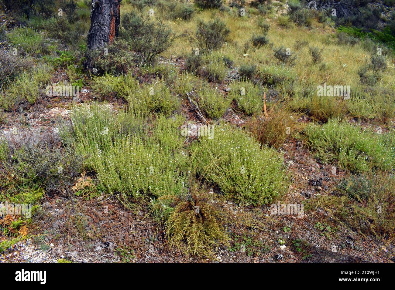 Thymus zygis Sträucher in Blüte, ein Thymian, der auf der Iberischen Halbinsel und Marokko lebt. Stockfoto