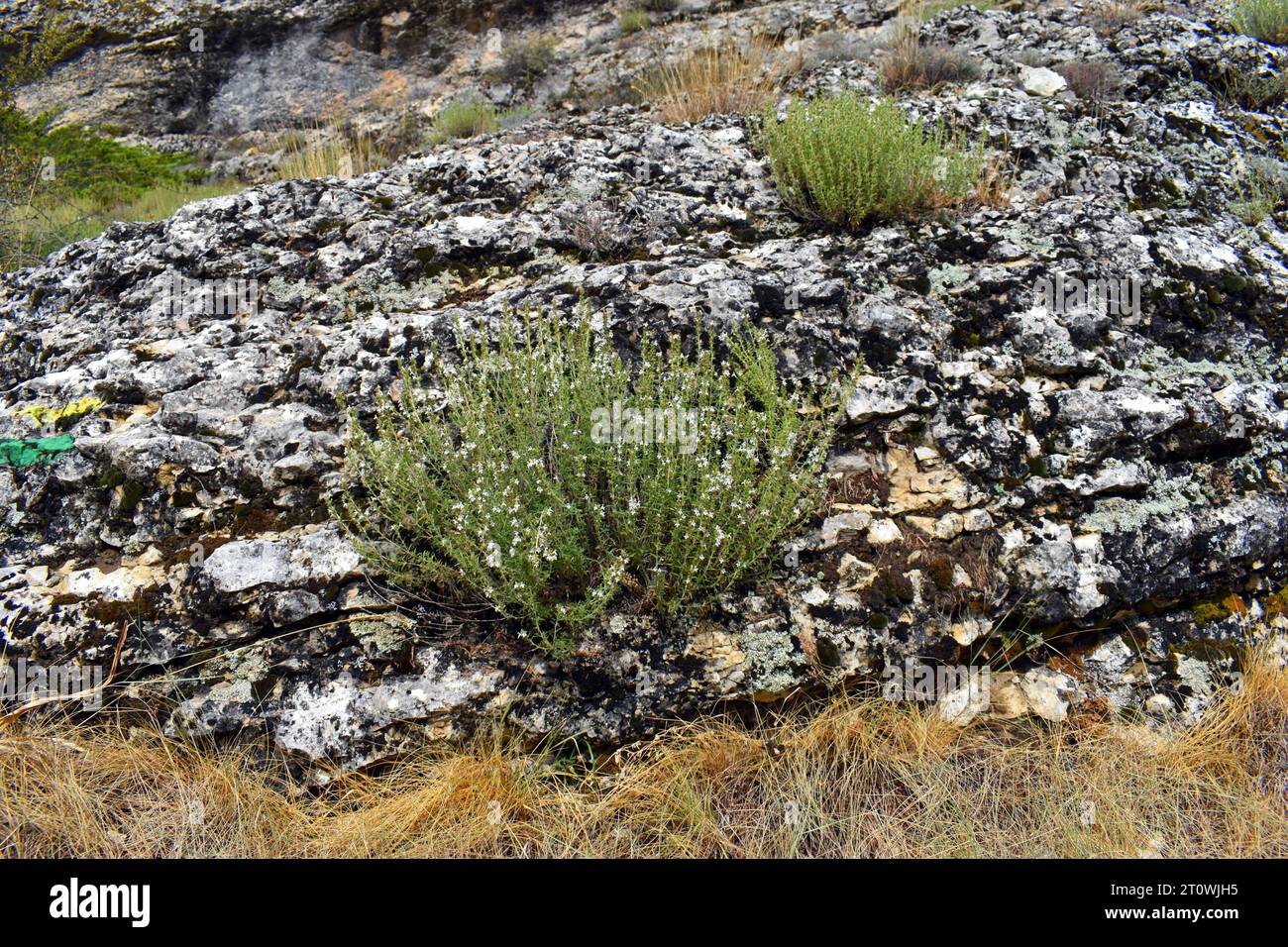 Thymus zygis Sträucher in Blüte, ein Thymian, der auf der Iberischen Halbinsel und Marokko lebt. Stockfoto