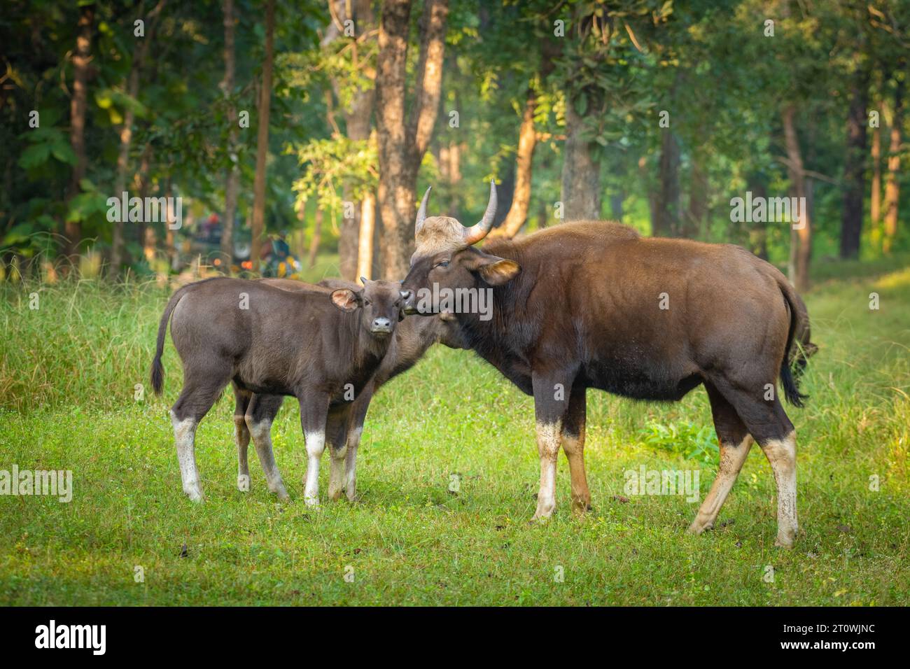 Der Kaur, auch bekannt als der indische Bison, ist ein Rind, das in Süd- und Südostasien beheimatet ist Stockfoto