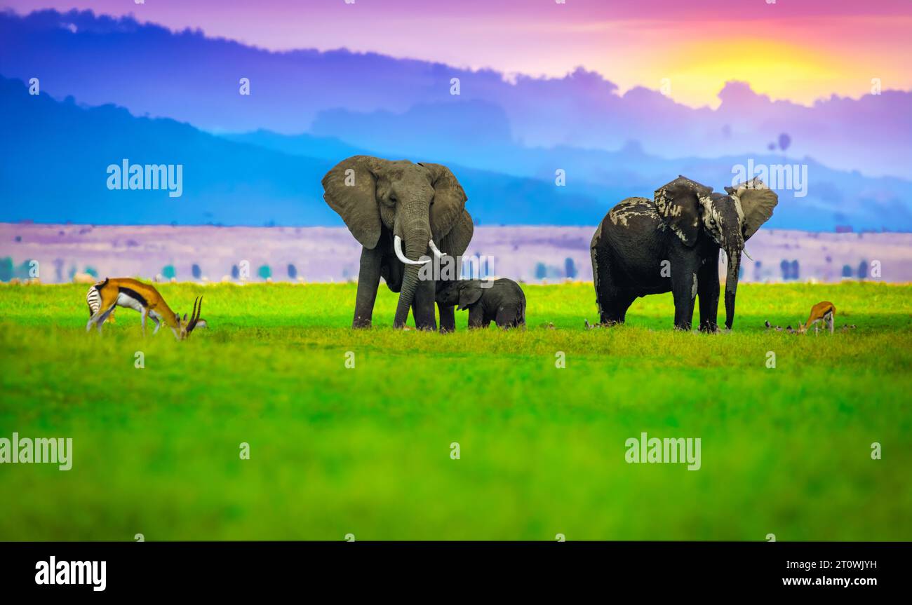 Afrikanische Elefanten, afrikanische Elefanten, afrikanische Elefanten, afrikanische Elefanten Stockfoto