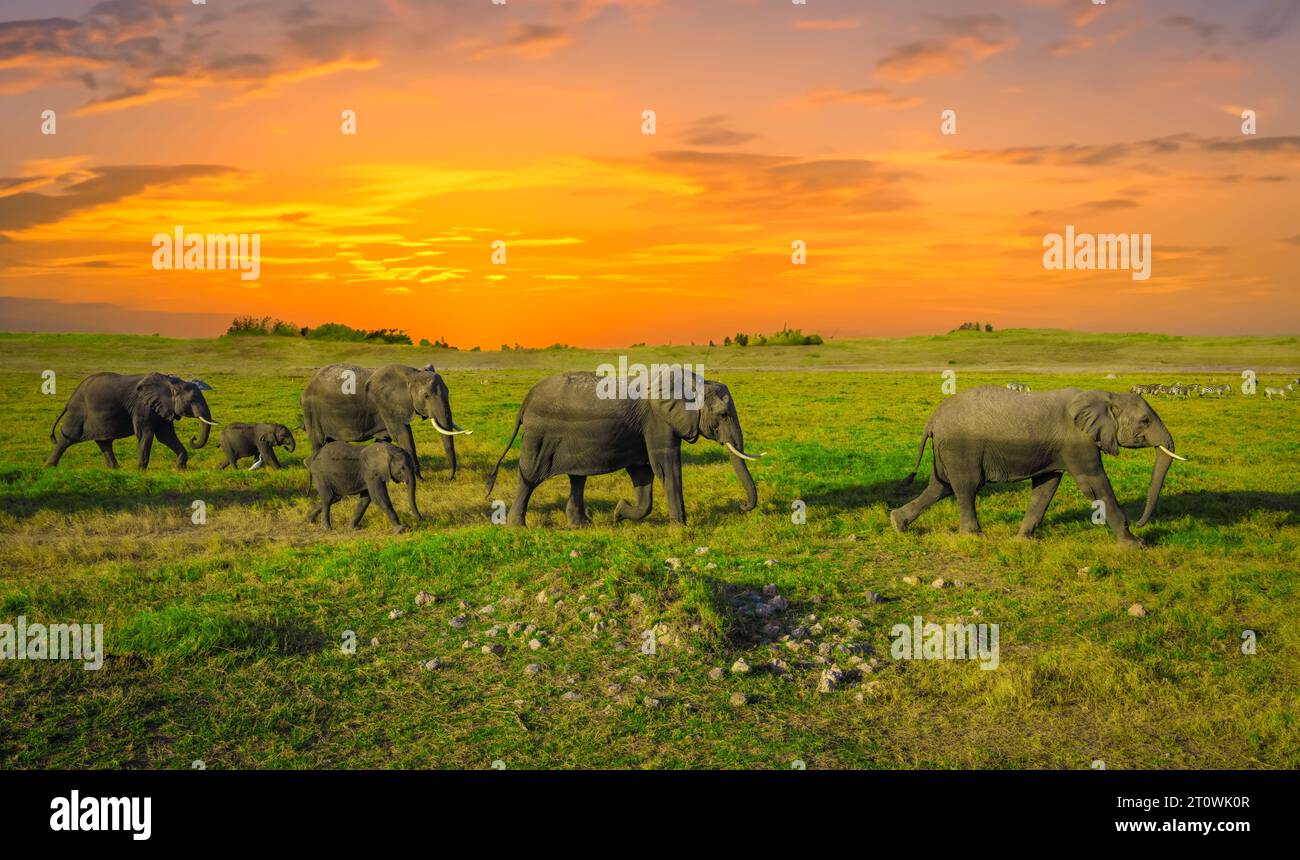Afrikanische Elefanten, afrikanische Elefanten, afrikanische Elefanten, afrikanische Elefanten Stockfoto