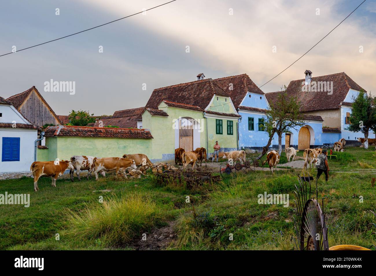 Kühe im rumänischen Dorf Visbri Stockfoto