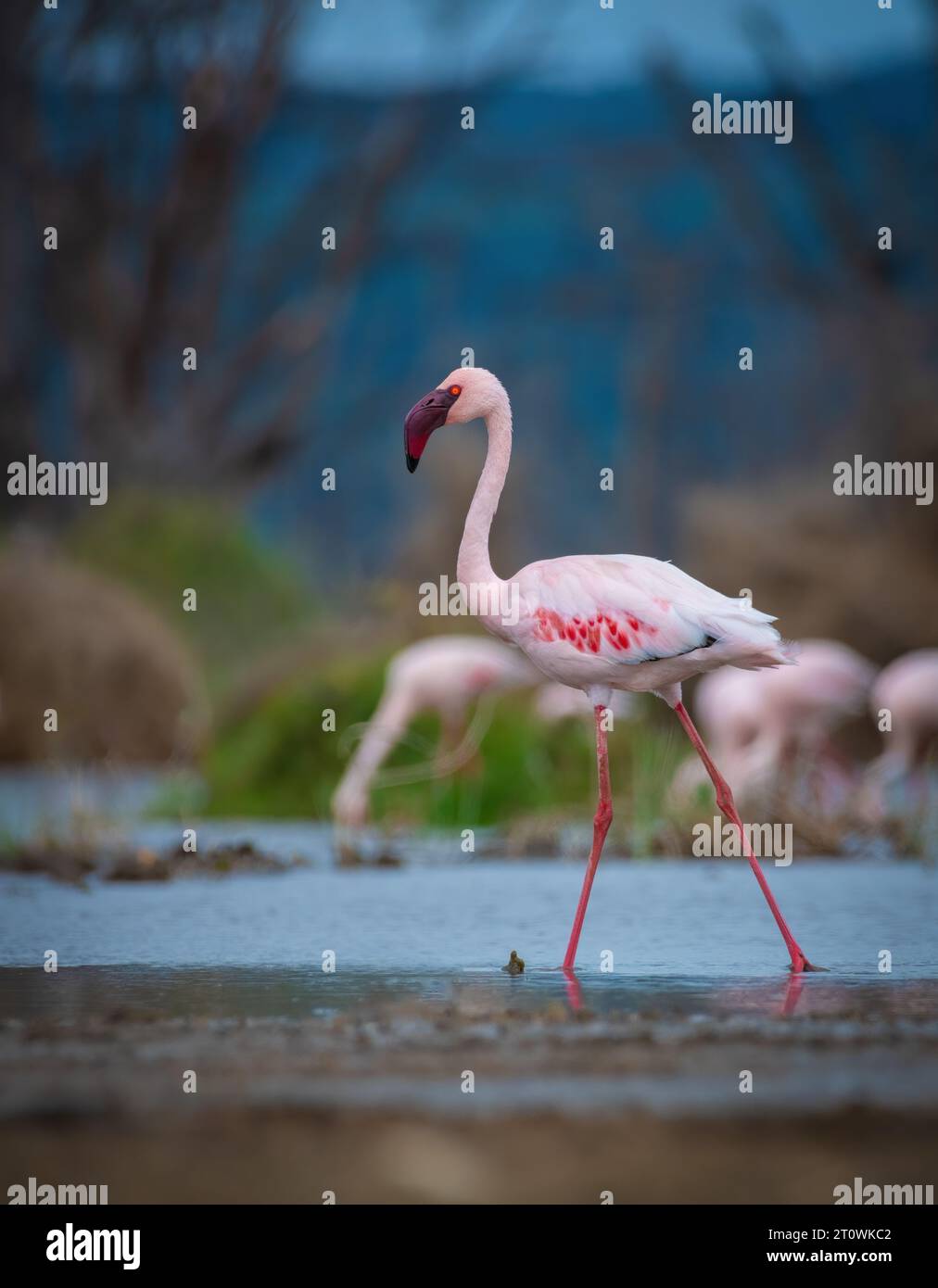 Gruppe kleiner Flamingos, kleiner Flamingo, kleiner Flamingos, afrikanischer Flamingo Stockfoto