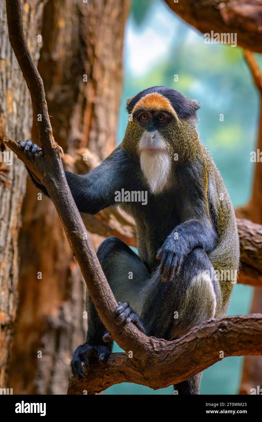 De Brazzas Affe sitzt auf einem Baum Stockfoto