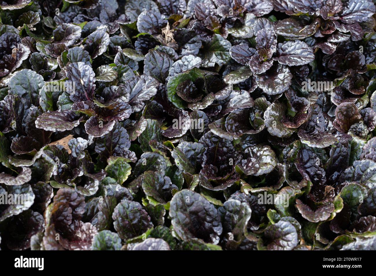 Ajuga reptans „binblasca“ Schwarzer Jakobsmuschelteppich-Bugleweed. Stockfoto