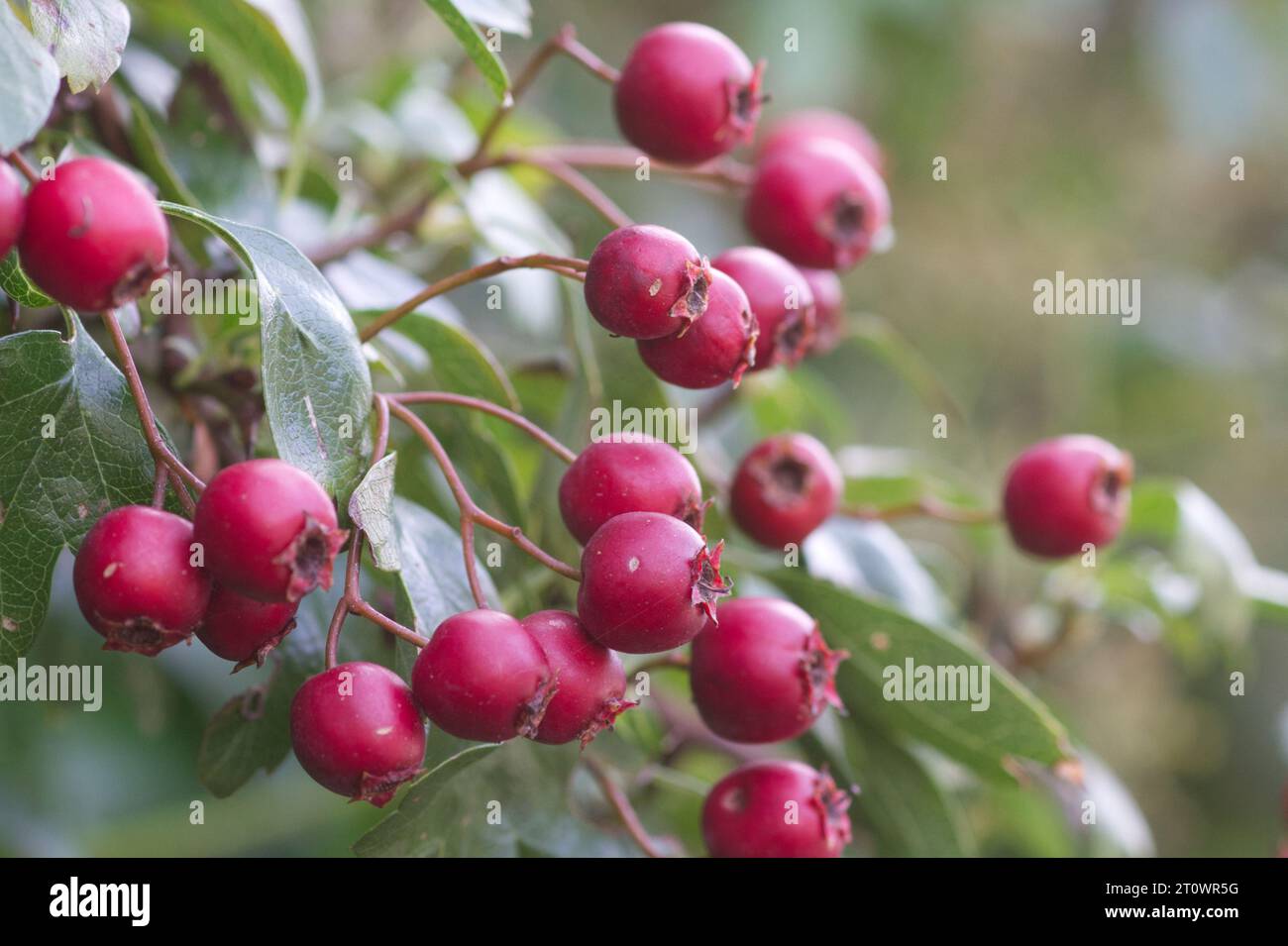 Haws von einem Weißdorn- oder Krataegusstrauch Stockfoto