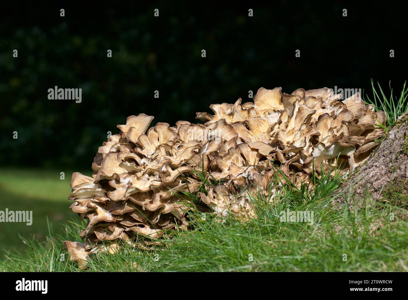 Grifola frondosa, ein Pilzparasit von Laubbäumen, insbesondere Eiche, gilt als einer der besten essbaren Pilze Stockfoto