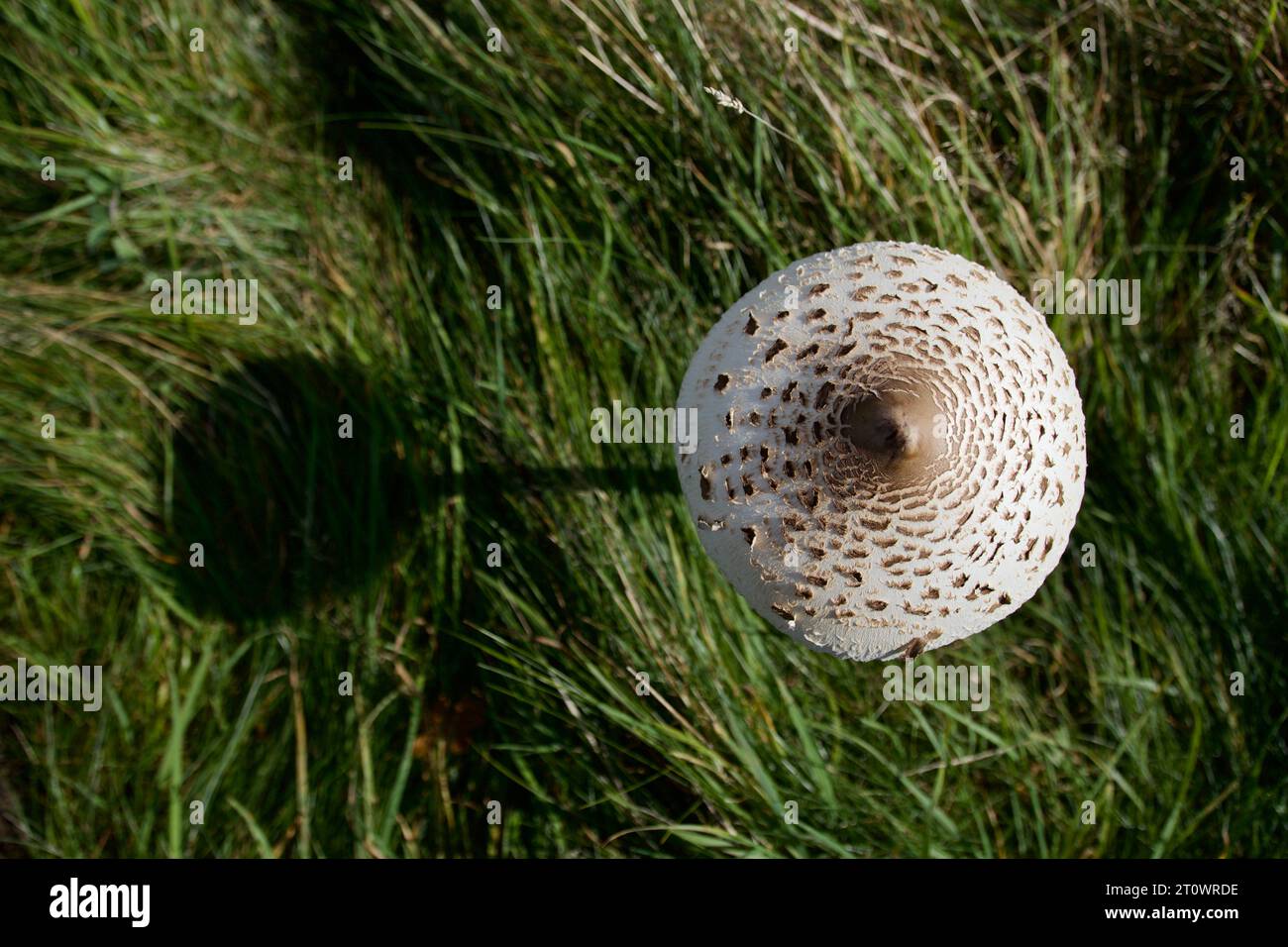 Der Parasol Mushroom, Macrolepiota procera, wirft einen Schatten an einem sonnigen Tag. Dieser große Pilz gilt als eine gute essbare Spezies Stockfoto