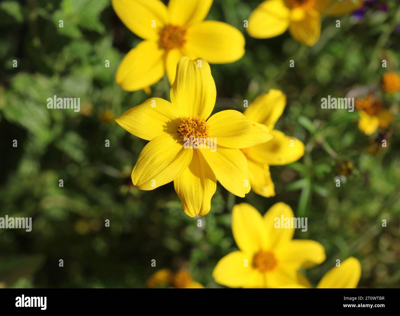 Gelbe Bidens Stockfoto