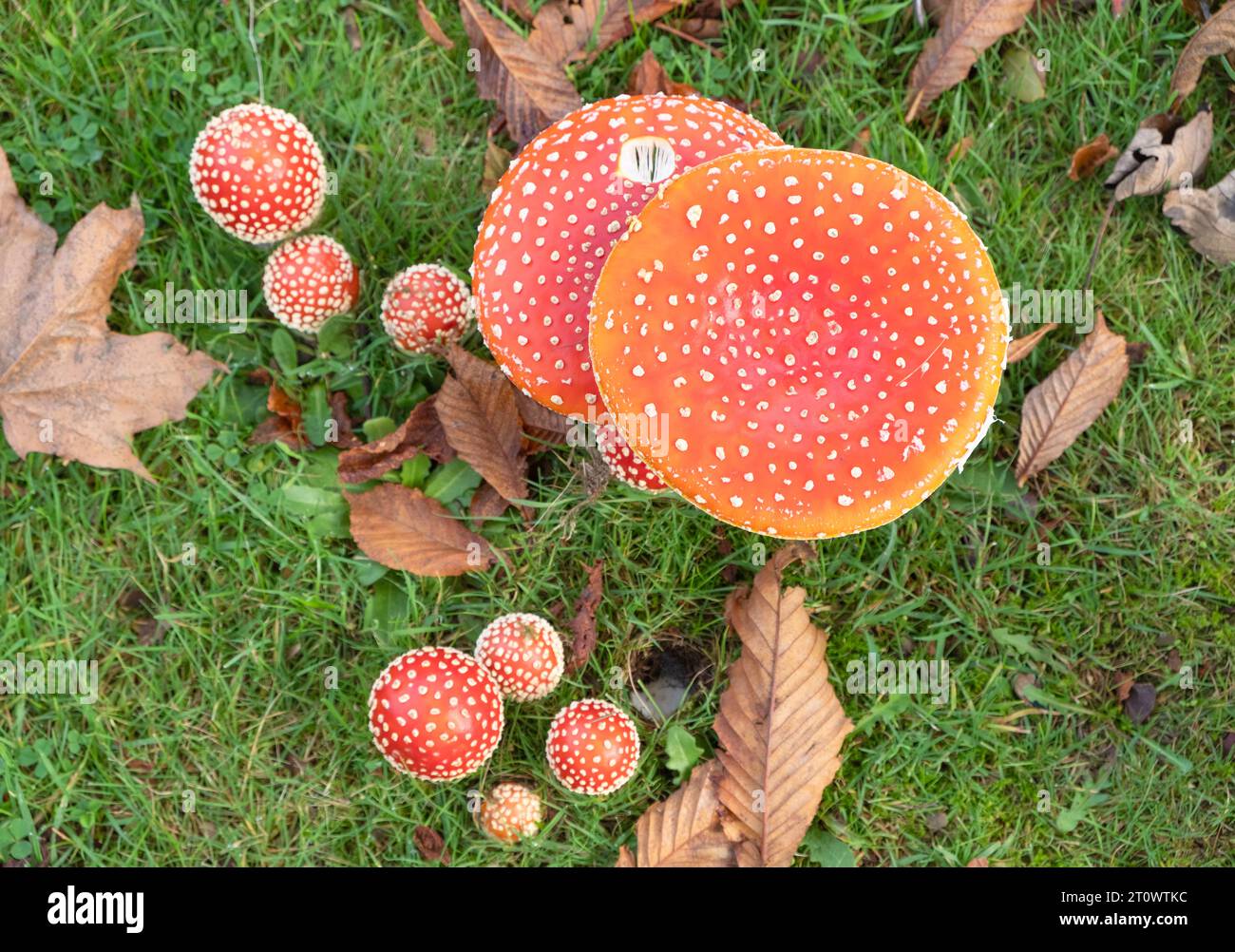 Blick hinunter auf eine Gruppe von Fliegenpilzen, Amanita muscaria, in einem Waldgebiet in Dumfries und Galloway, Schottland. Stockfoto