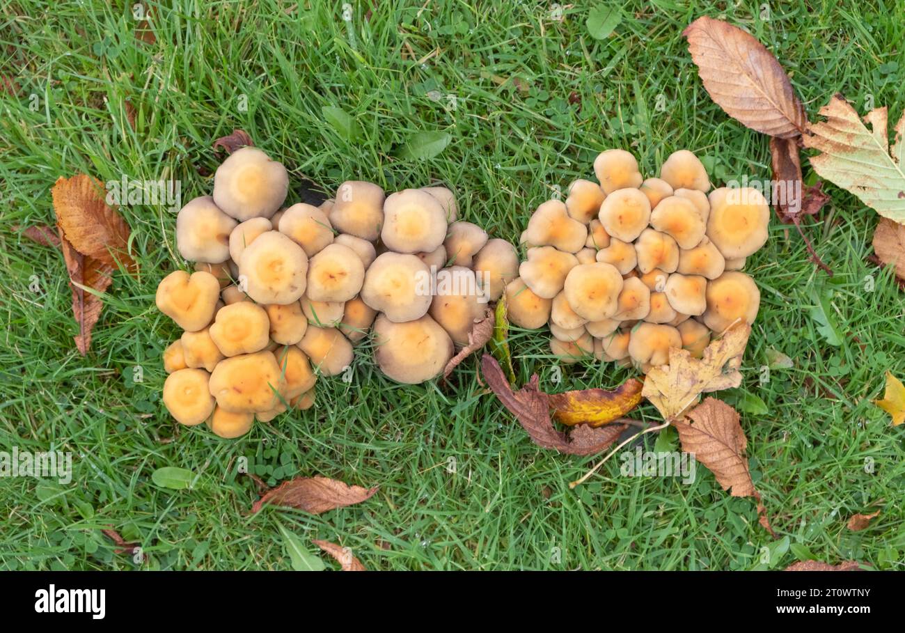 Blick hinunter auf einen Klumpen kleiner, gelblicher Pilze bei feuchtem Herbstwetter. Stockfoto