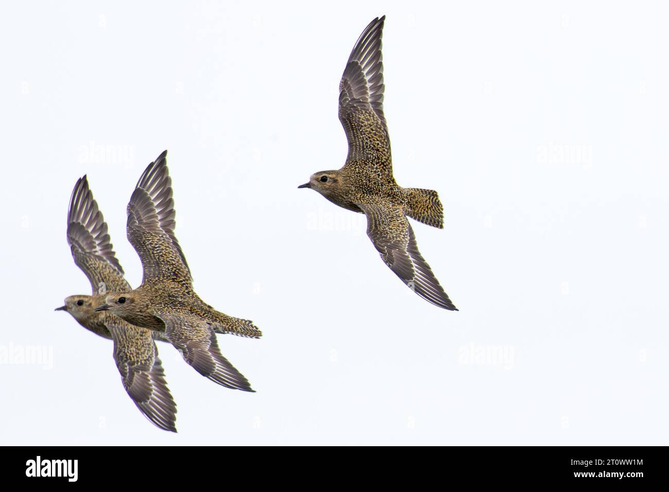 Goldener Plover (pluvialis apricaria) Winterherde, die Norfolk im Oktober 2023 fliegt Stockfoto