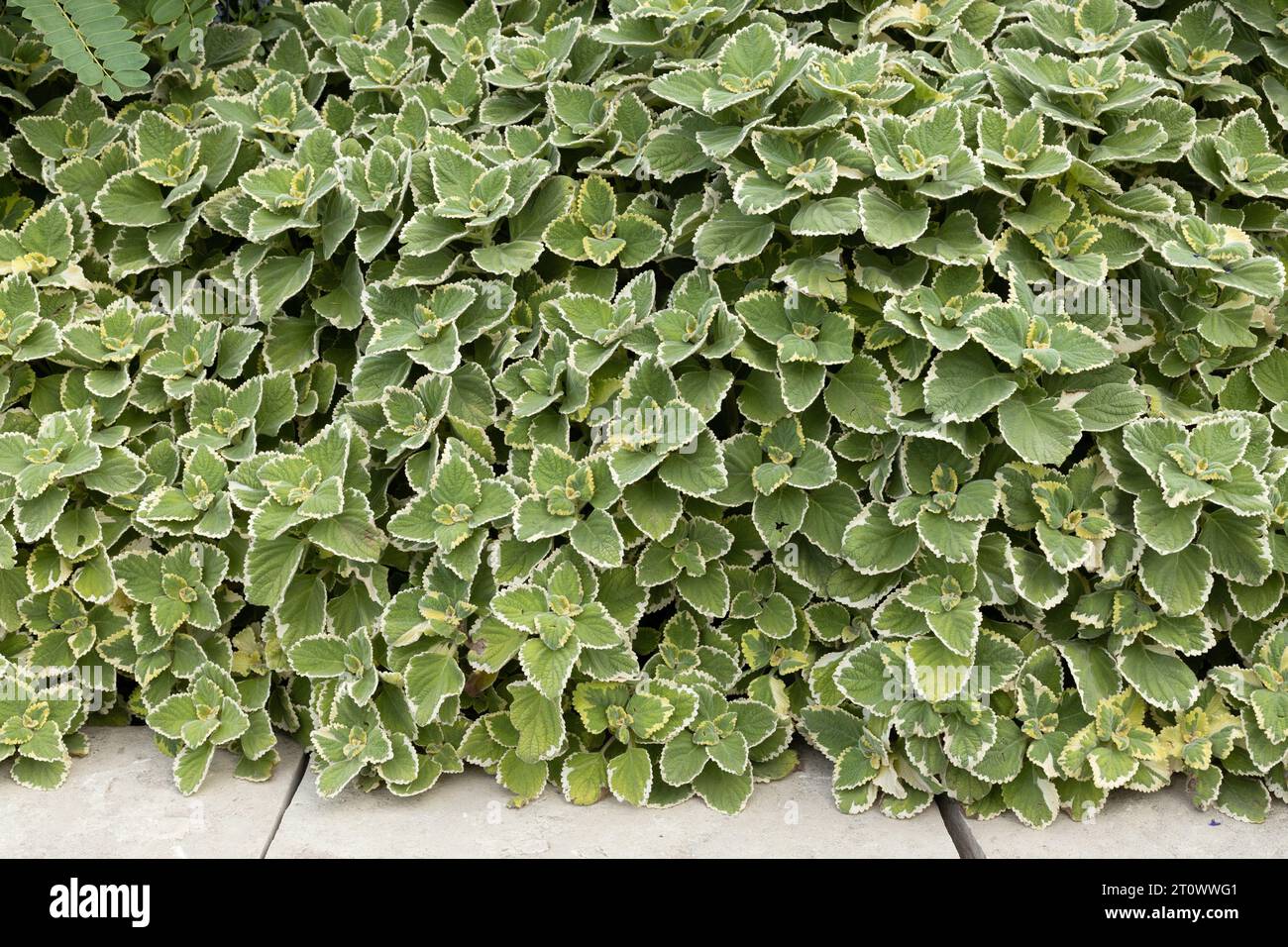 Plectranthus „Zitronenduft“ wächst in einem Garten. Stockfoto