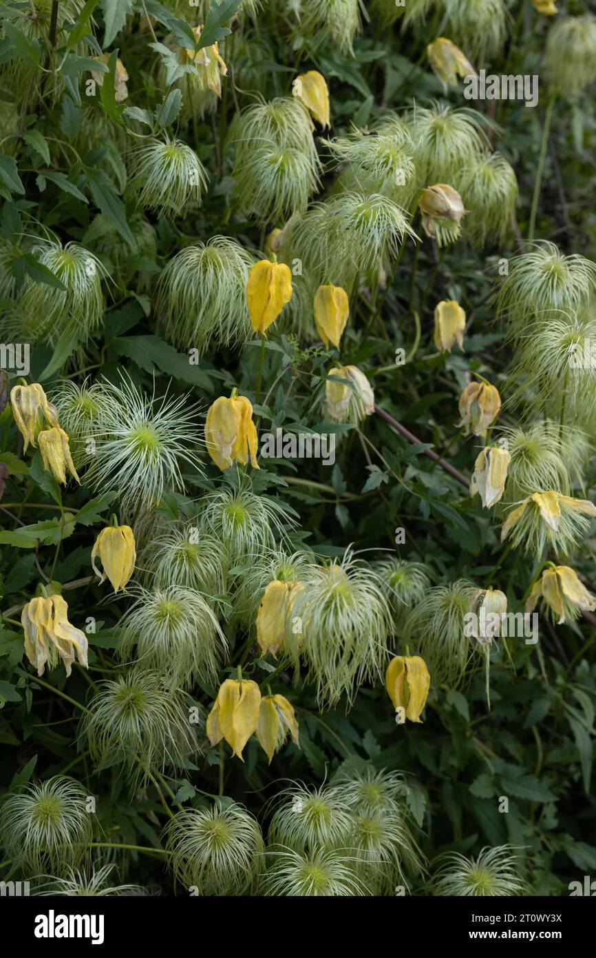 Clematis tangutica: Goldene Clematis-Blüten, die in einem Garten wachsen. Stockfoto