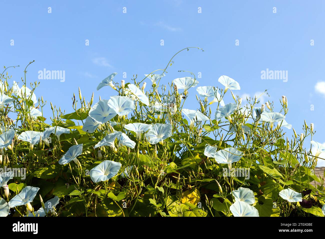 Ipomoea Tricolor Ismay Morning Glory Blume. Stockfoto