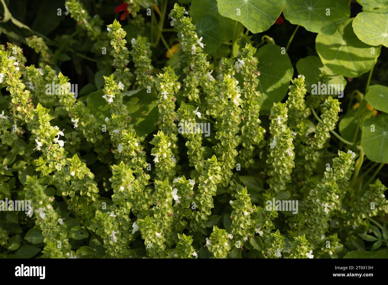Ocimum basilicum 'griechisches' Zwergbasilikum, das in einem Garten wächst. Stockfoto