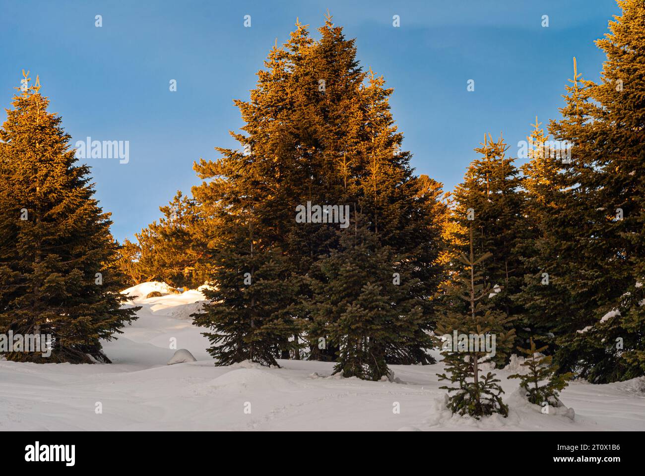 Isolation, wo die Schönheit der schneegeküssten Bäume die Einsamkeit flüstert, sonniger Tag auf einem schneebedeckten Berg Stockfoto