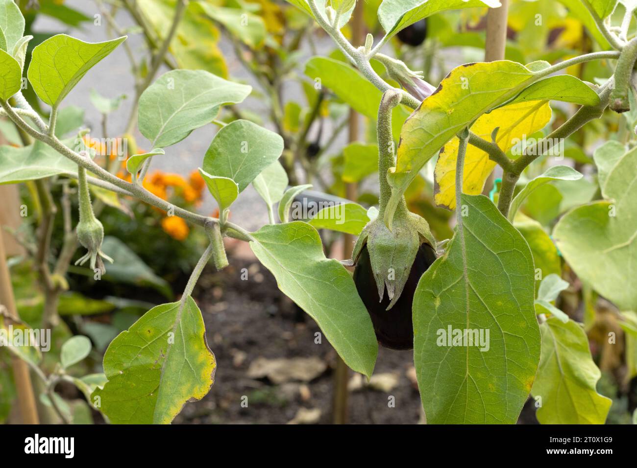 Solanum melongena 'Michal' Auberginen, die in einem Garten wachsen. Stockfoto