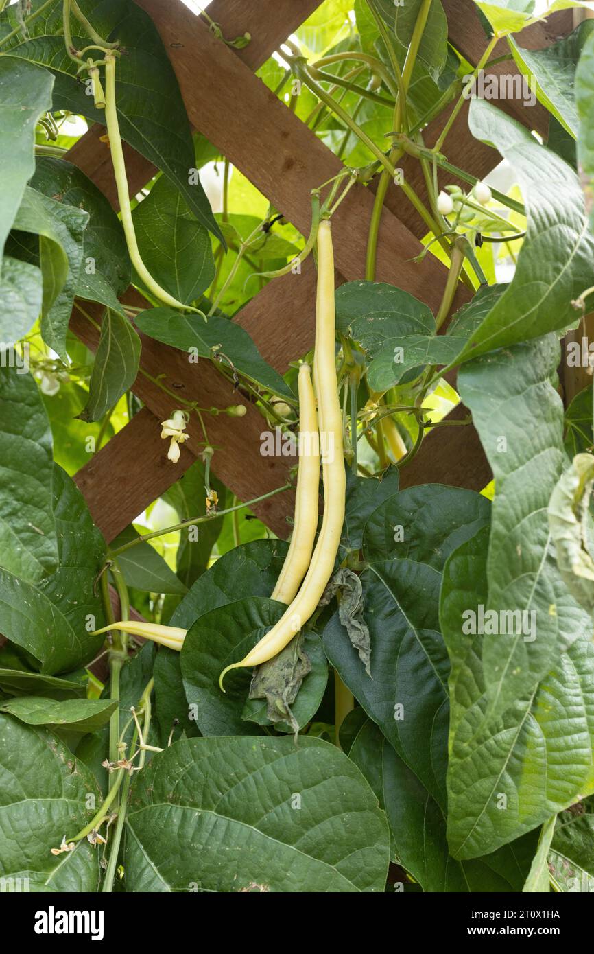 Phaseolus vulgaris „Monte Gusto“ Stangenbohnen, die in einem Garten auf einem Spalier wachsen. Stockfoto