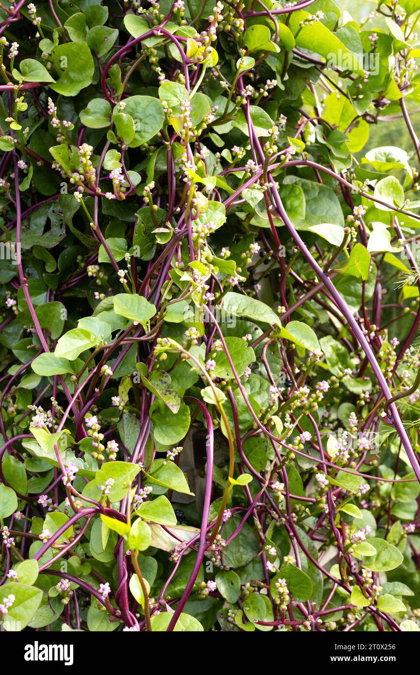 Basella alba 'rubra' - malabar-Spinat. Stockfoto