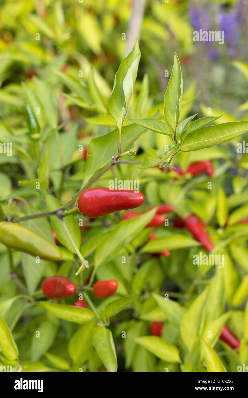 Capsicum frutescens 'Buffy' wächst in einem Garten. Stockfoto