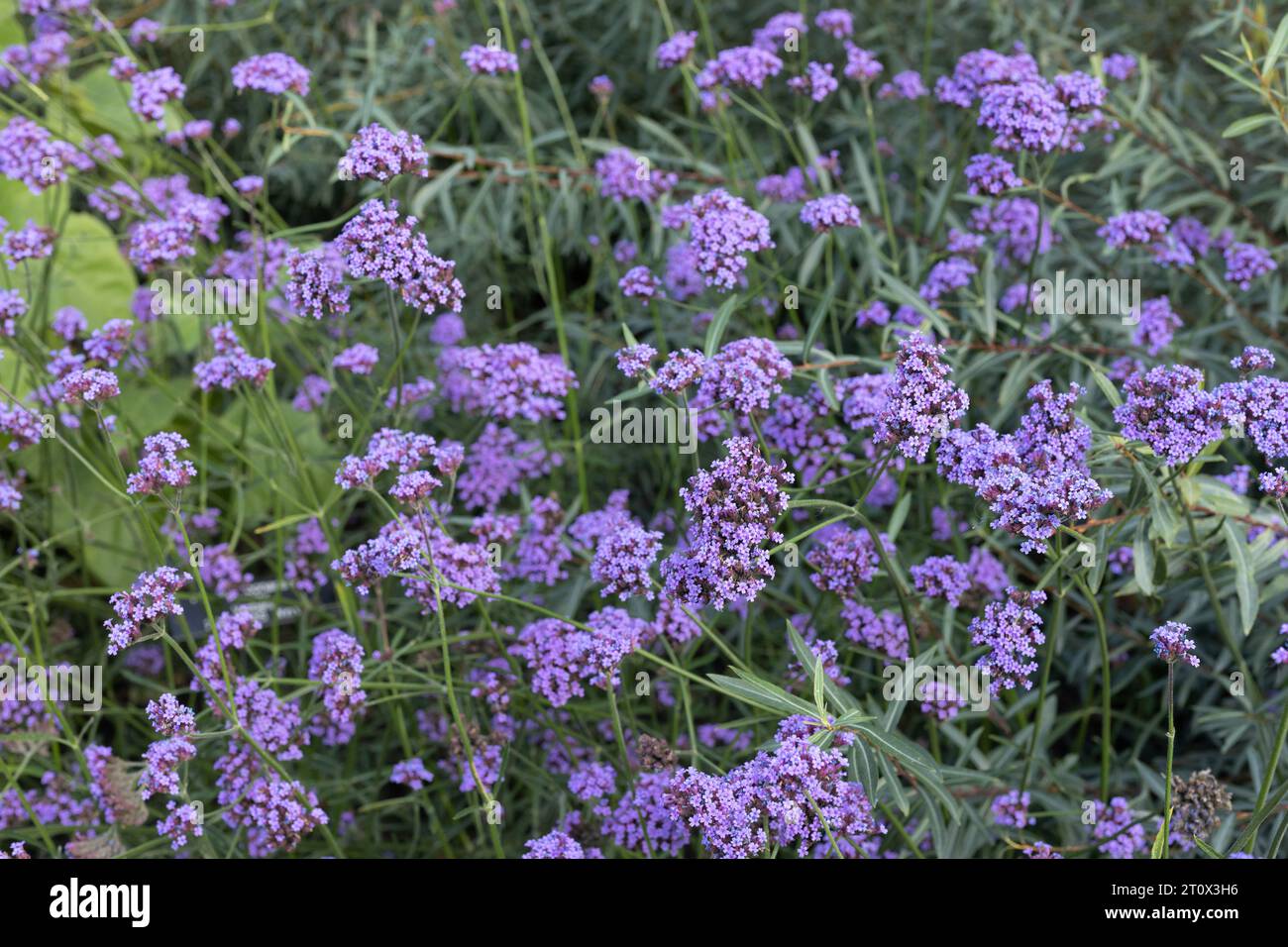 Verbena bonariensis 'Vanity' Blüten. Stockfoto