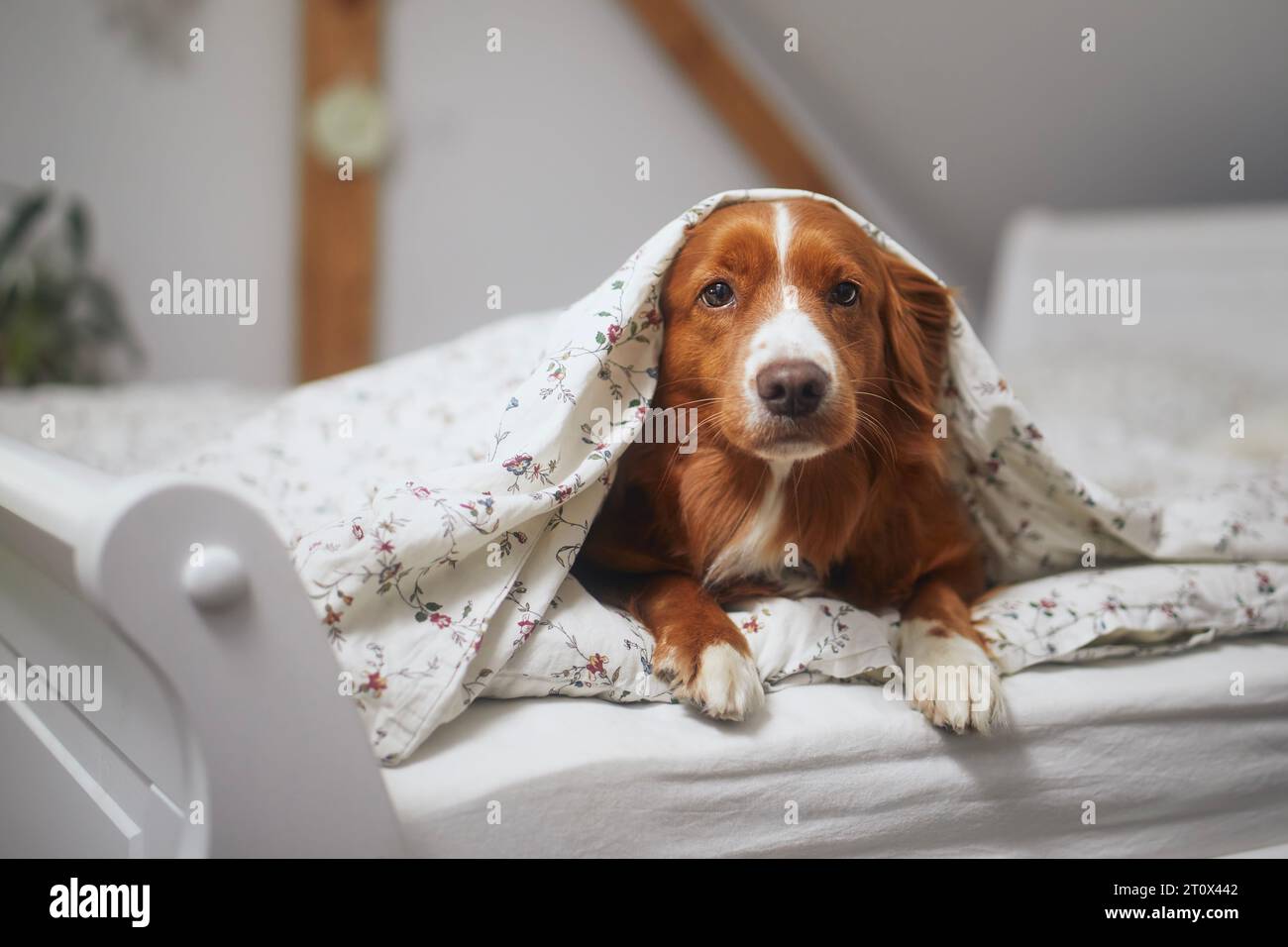 Niedlicher Hund allein zu Hause. Nova Scotia Duck Tolling Retriever liegt unter warmer Federdecke auf dem Bett im Schlafzimmer. Stockfoto