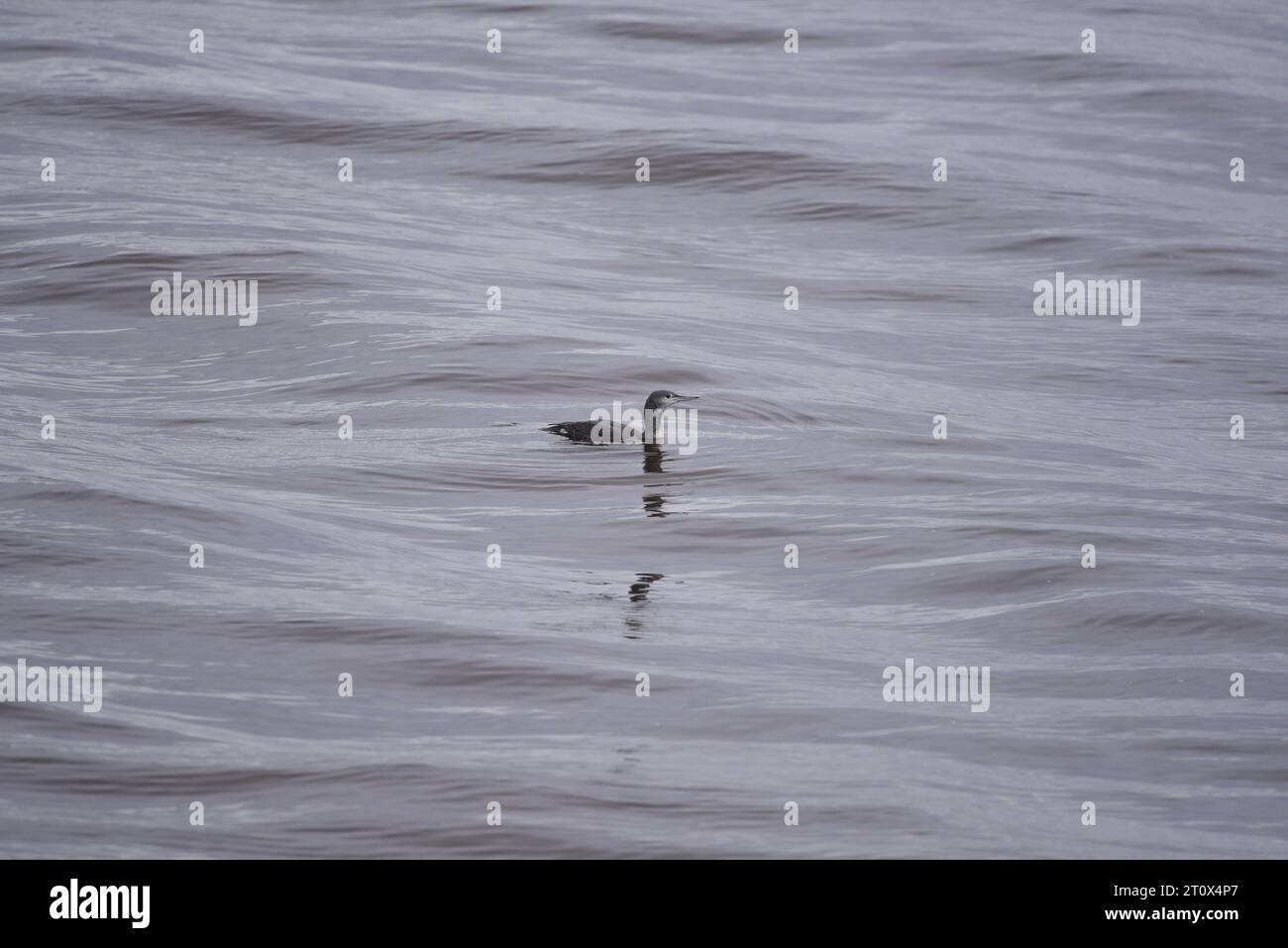 Rothohriger Loon oder Taucher Gavia stellata Stockfoto