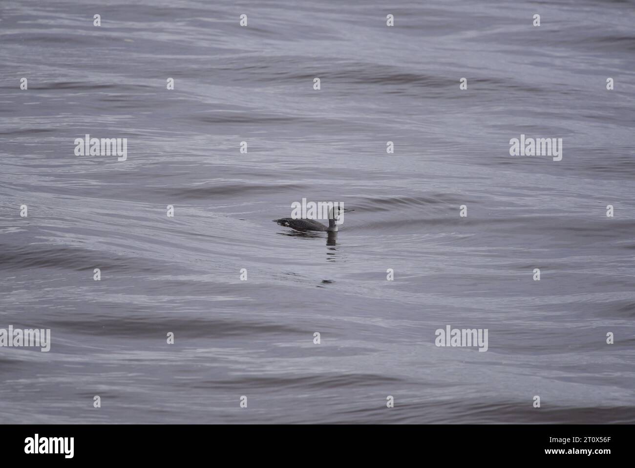 Rothohriger Loon oder Taucher Gavia stellata Stockfoto