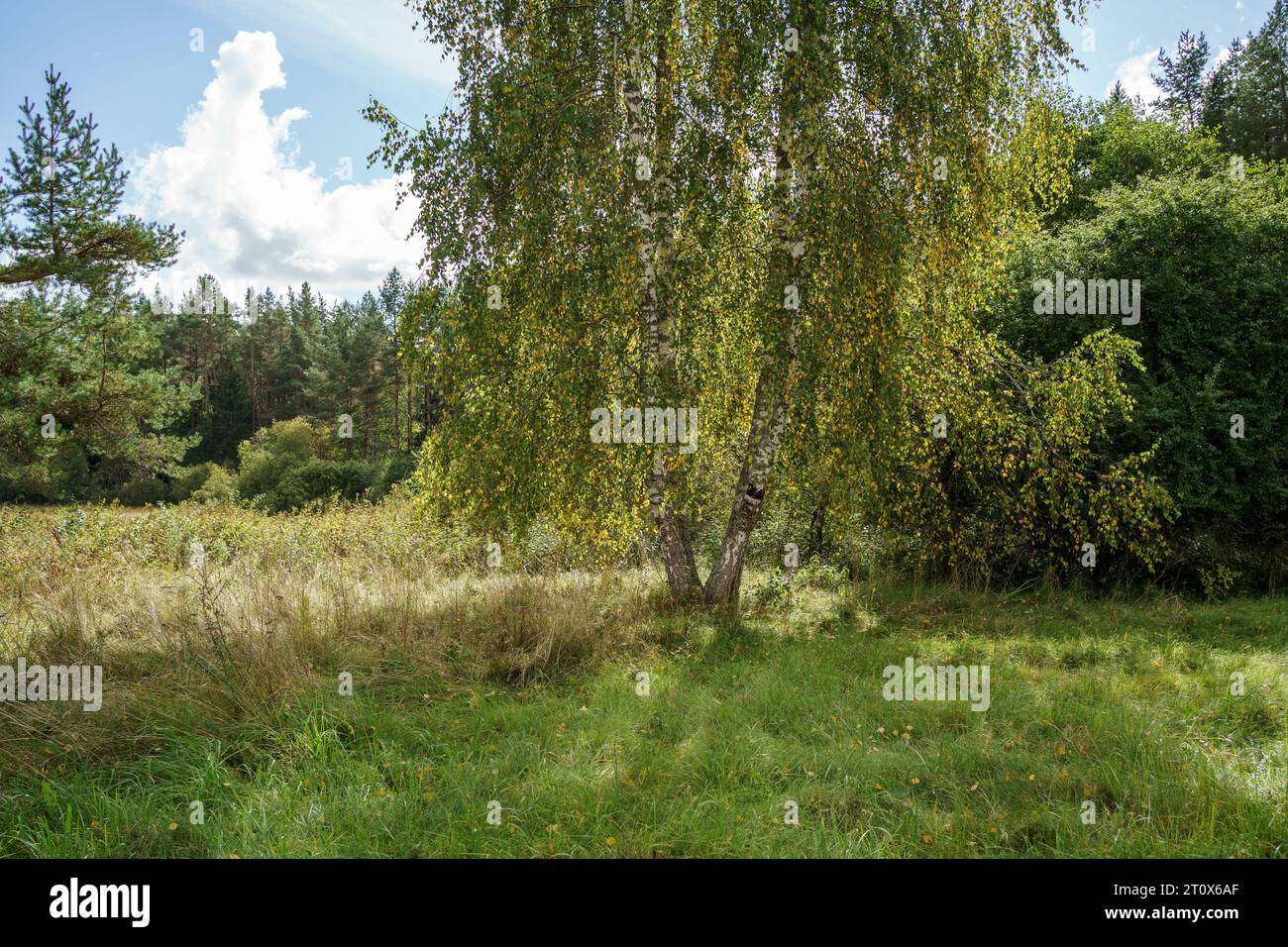 Baumstämme im grünen Sommerwald mit Laub und Blättern auf dem Boden Stockfoto
