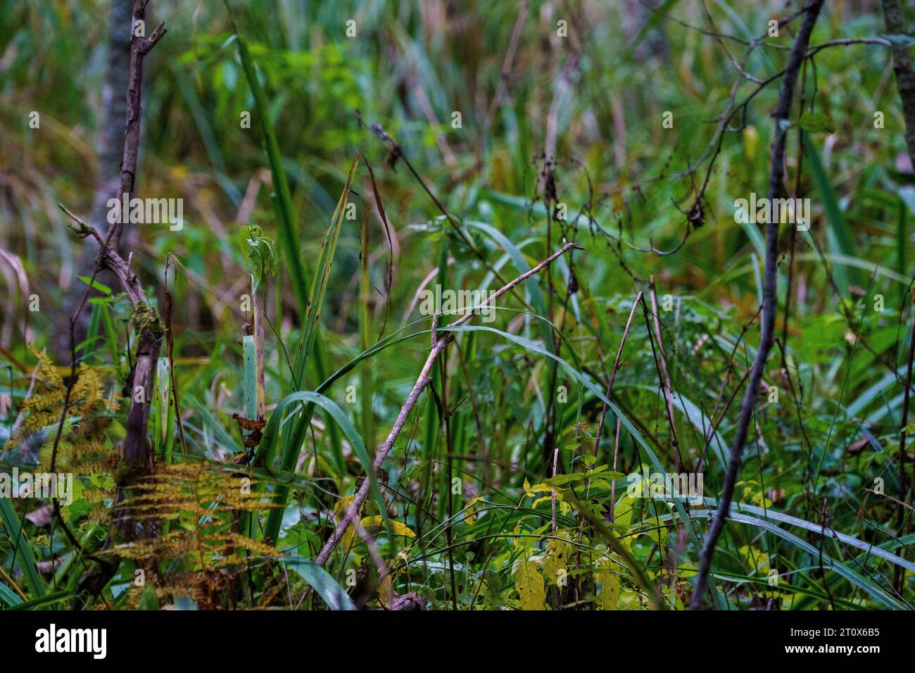 Dunkle moodie herbstfarbene Laubabstrakte in natürlichen Texturen Stockfoto