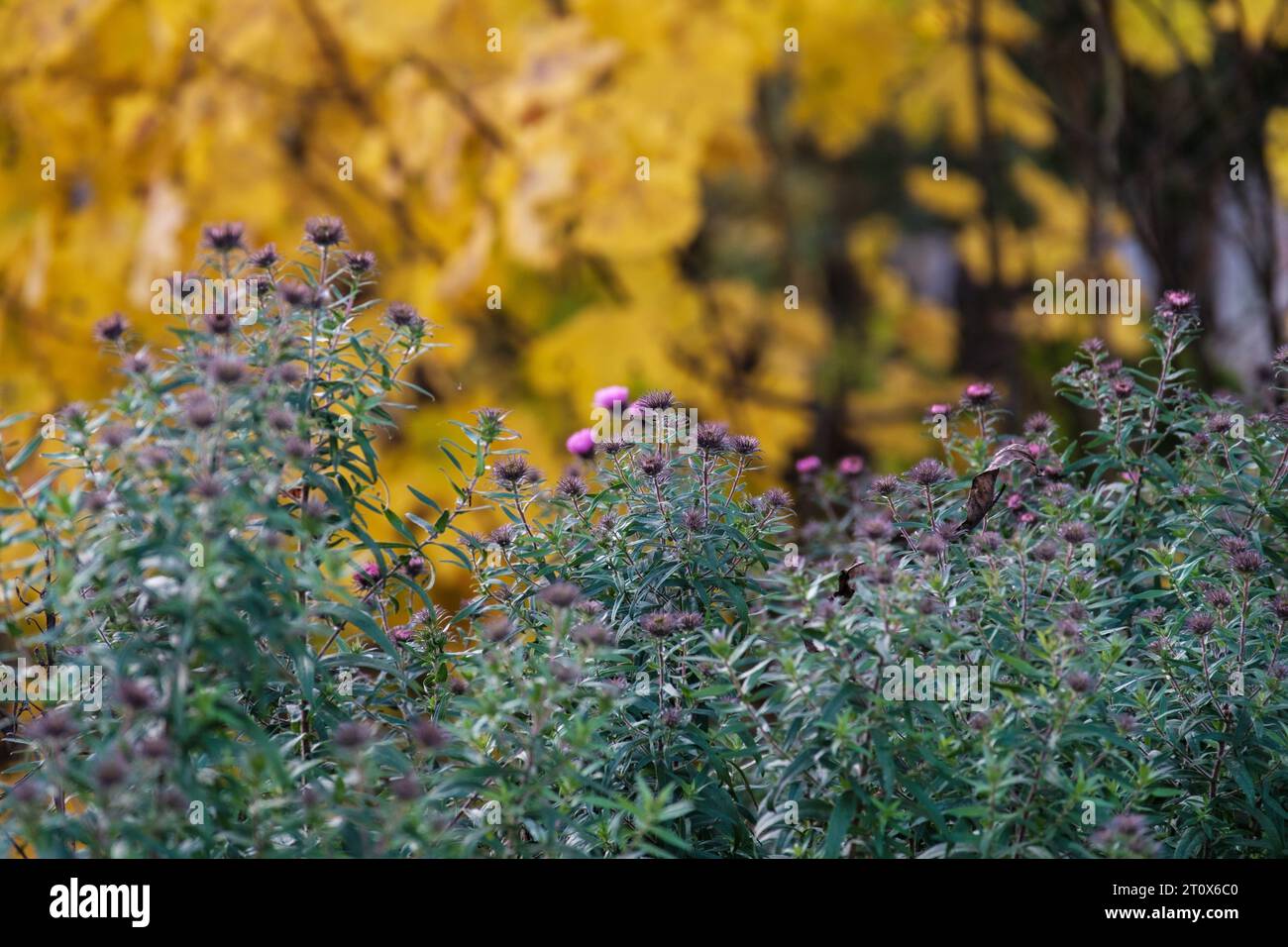 Dunkle moodie herbstfarbene Laubabstrakte in natürlichen Texturen Stockfoto