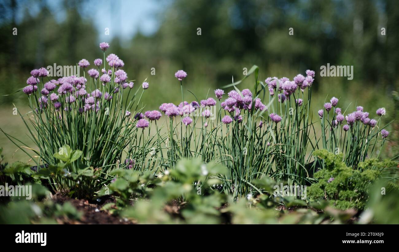 Farbenfrohe Blumen auf einem grünen unscharfen Hintergrund im natürlichen ökologischen Garten auf dem Land Stockfoto