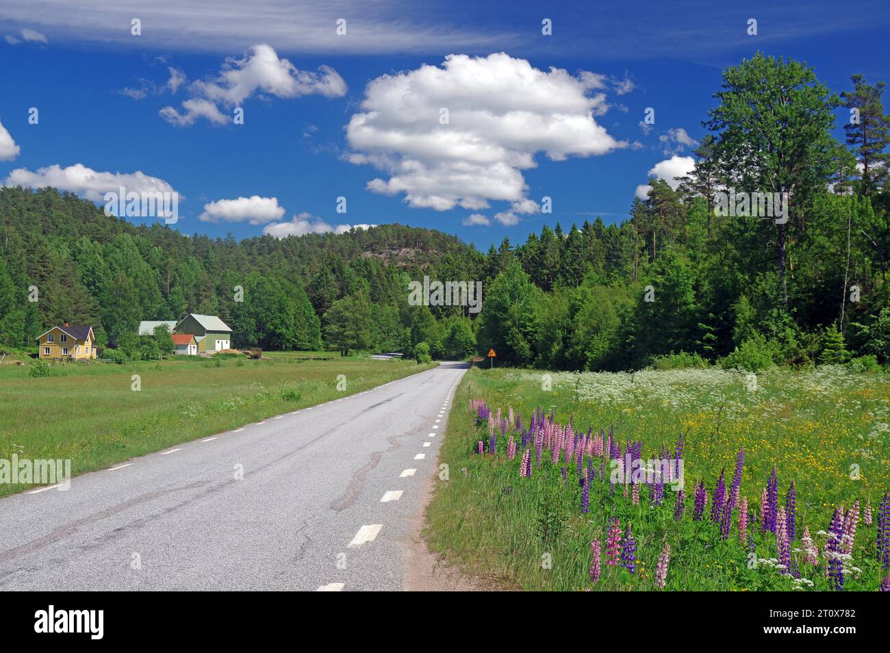 Blühende Frühlingswiesen mit Lupinen und Wildblumen, idyllische Landschaft, enge Straße, Dalsland, Frühling Stockfoto