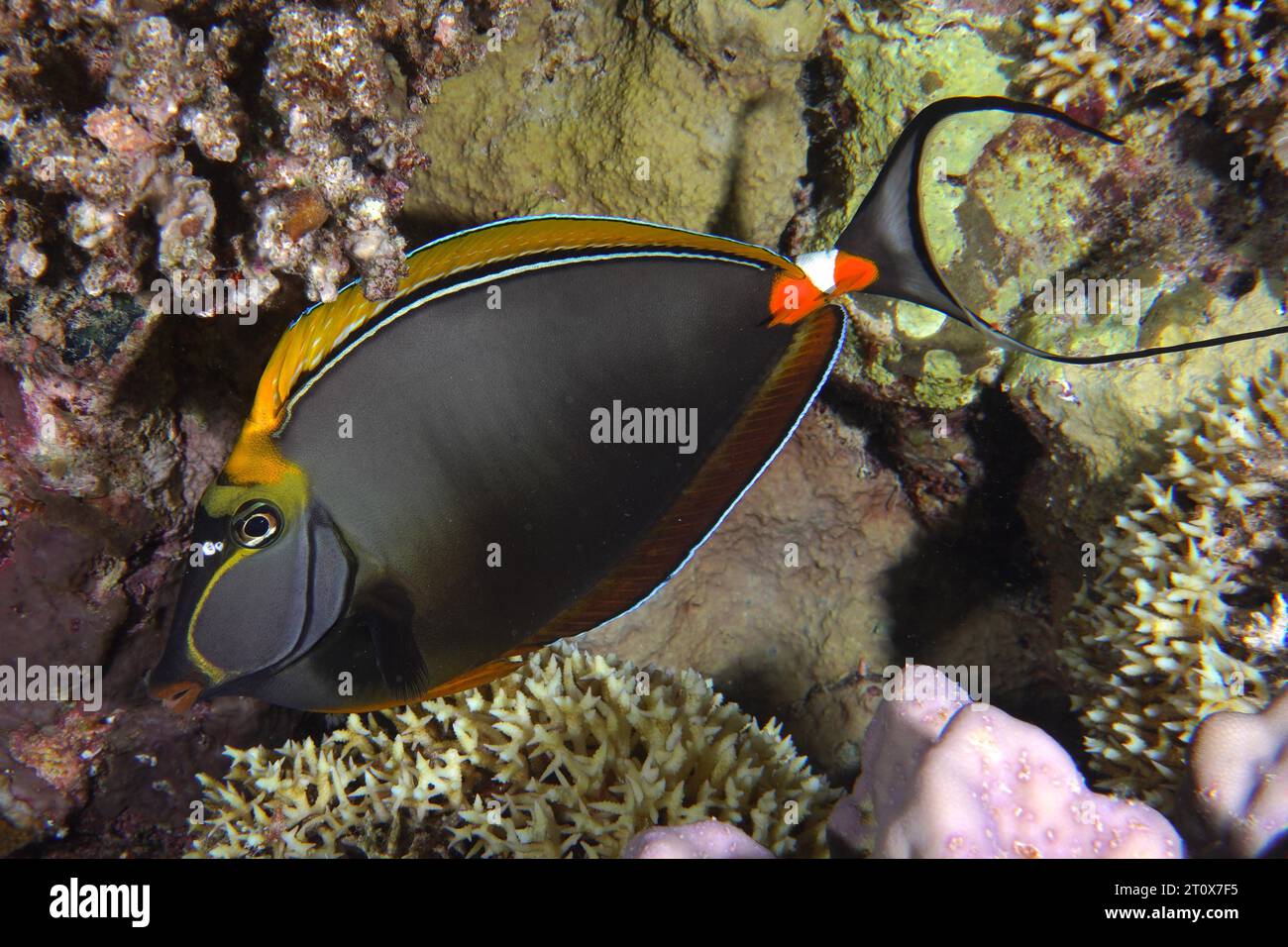 Indische gelbe Klinge Nasenarzt (NASO elegans) in der Nacht. Ich Muss Sataya Reef Dive Site, Rotes Meer, Ägypten Stockfoto