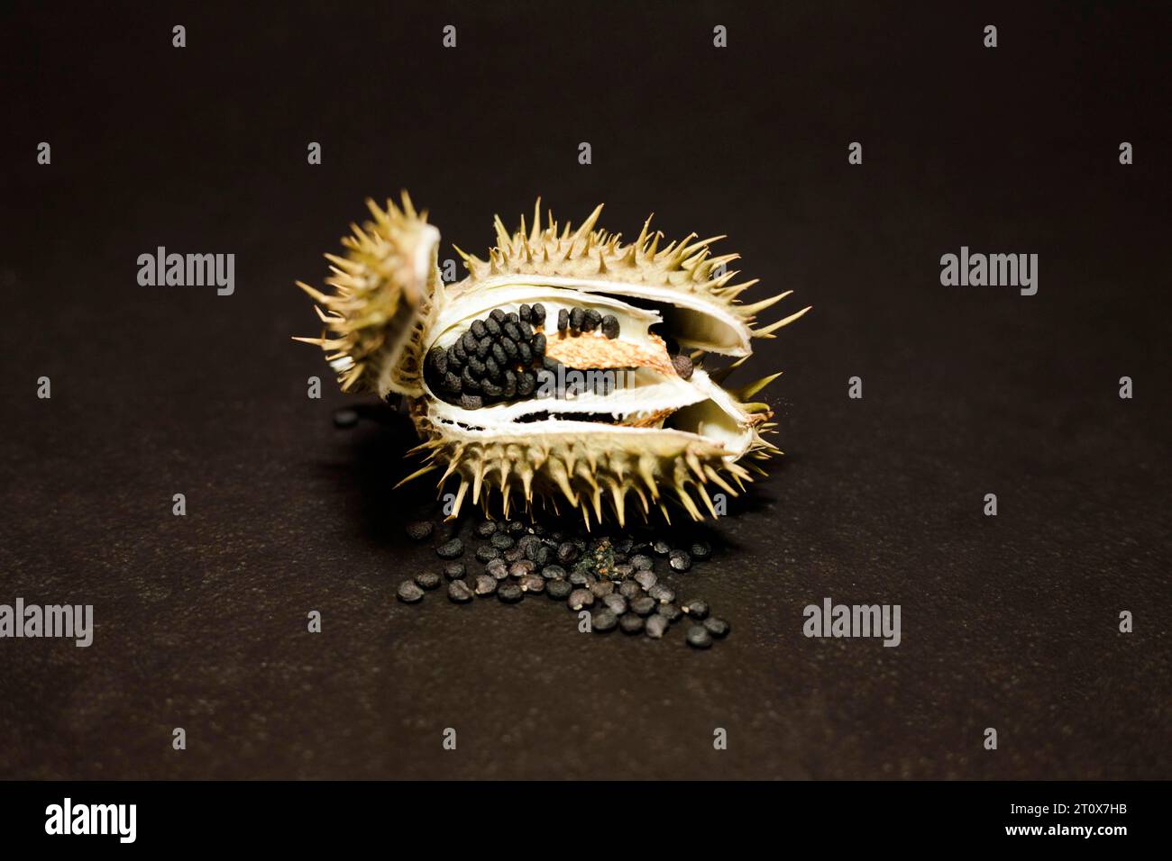 Geöffnete Samenkapsel mit Samen eines giftigen (Datura), Studiofoto mit schwarzem Hintergrund Stockfoto