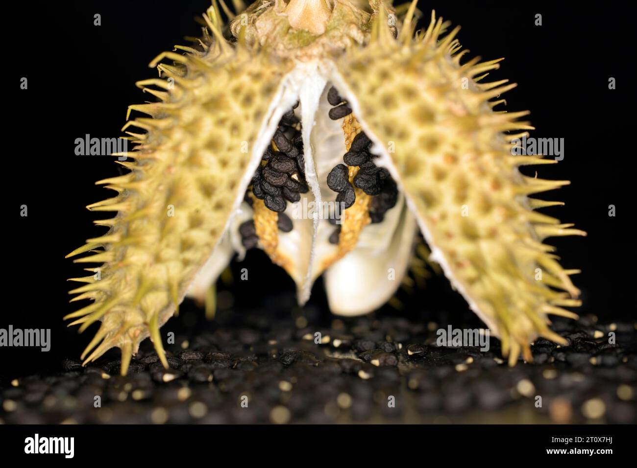 Geöffnete Samenkapsel mit Samen eines giftigen (Datura), Studiofoto mit schwarzem Hintergrund Stockfoto