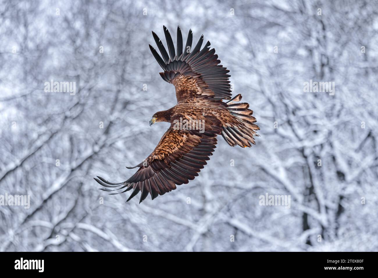 Fliegender goldener Weißschwanzadler mit offenen Flügeln, die mit der Hand des Angriffs landen. Winterszene Stockfoto
