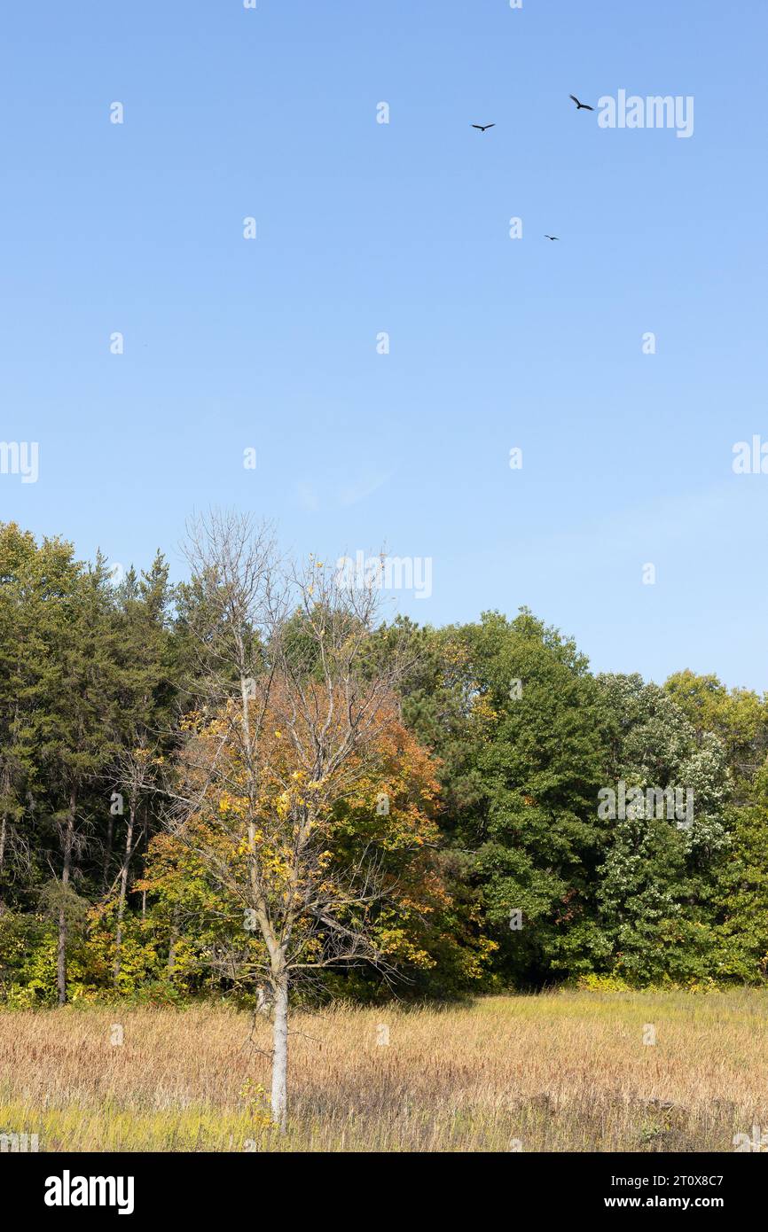 Geier kreisen im frühen Herbst über einer Prärie in Minnesota. Stockfoto