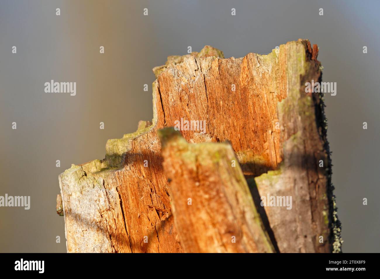 Deadwood, sekundärer Lebensraum, Überbleibsel eines Baumes, Naturpark Peene Valley River Landscape Park, Mecklenburg-Vorpommern, Deutschland Stockfoto