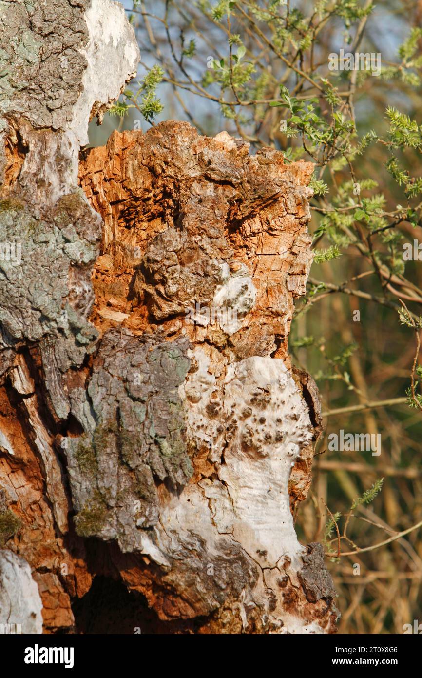 Deadwood, sekundärer Lebensraum, Überbleibsel eines Baumes, Naturpark Peene Valley River Landscape Park, Mecklenburg-Vorpommern, Deutschland Stockfoto